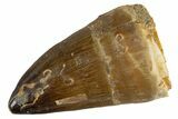 Fossil Prognathodontid Mosasaur Tooth - Morocco #345119-1